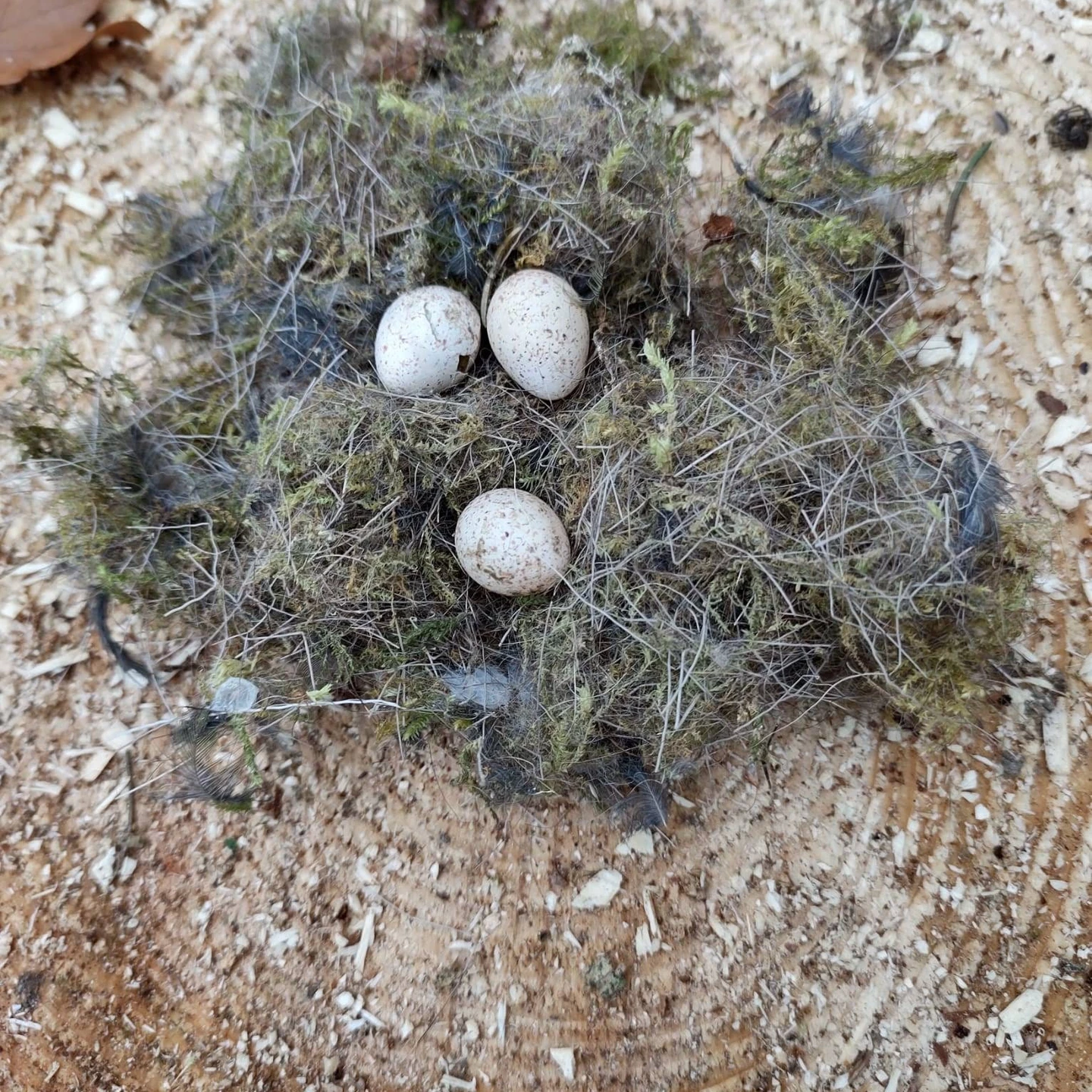 cf68254c-ddeb-449c-9a4f-64e2c43dc9c5